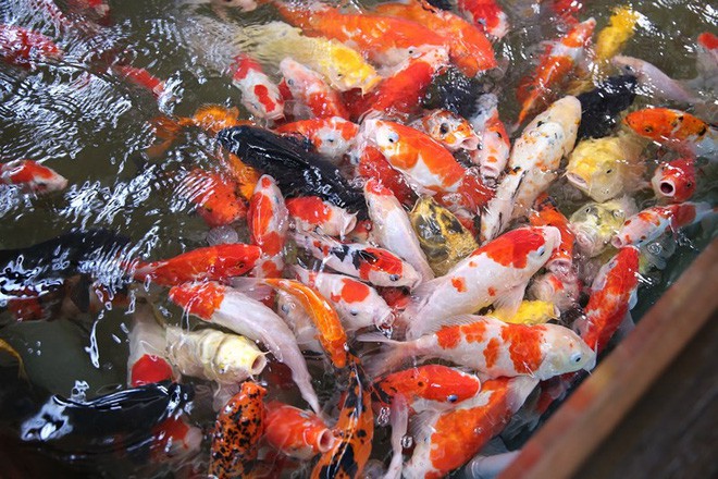 thiết kế quán cafe cá KOI