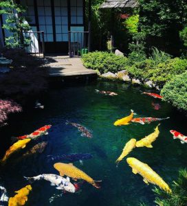 thiết kế quán cafe cá KOI